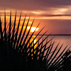 La Ventana - Palapas 2026